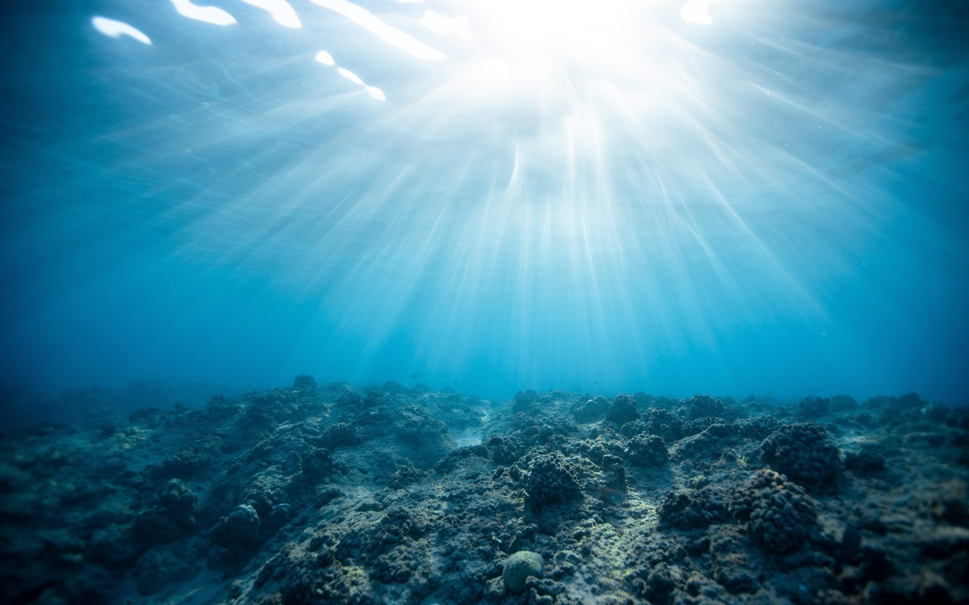 warmer-climate-could-mean-corals-thrive-in-the-southern-great-barrier