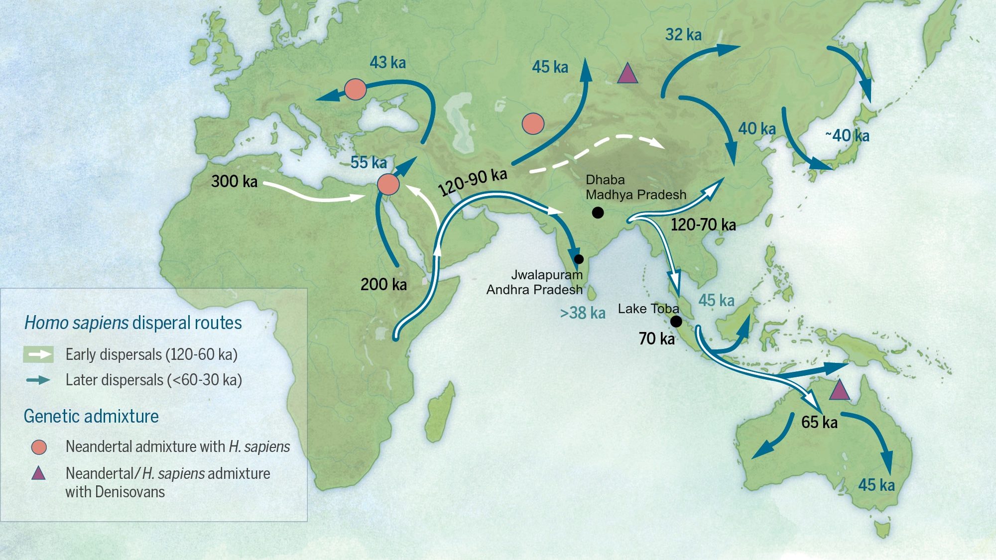 A map demonstrating possible migration routes of modern humans