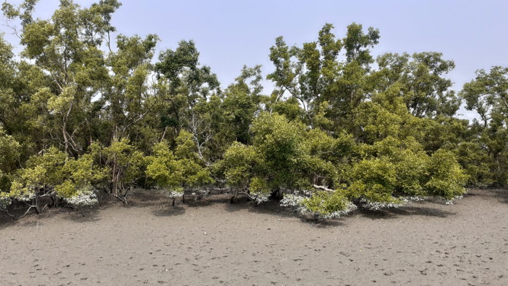 A stand of 'sundari' trees (Heritiera fomes) with a distinct line of discolouration marking the high tide line.