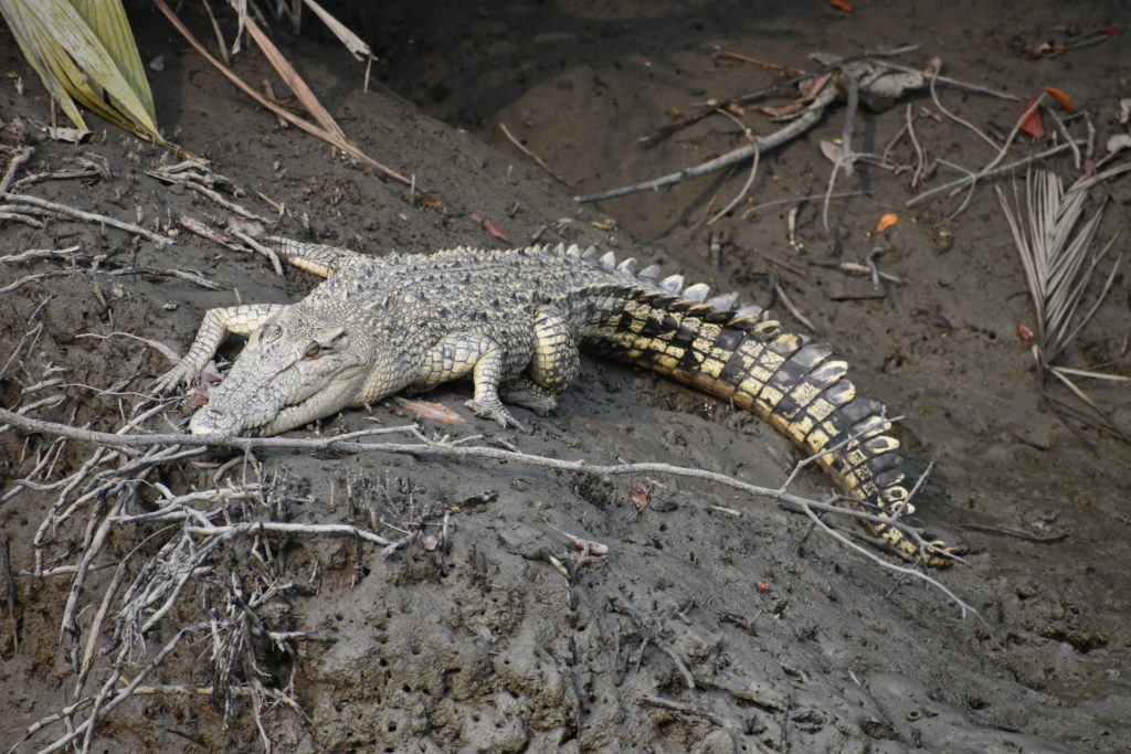 A partly leucistic i.e lacking skin pigment, saltwater crocodile (Crocodylus porosus) basking along the banks - crocodiles and tigers account for most of the human-wildlife conflicts in the Sundarbans.