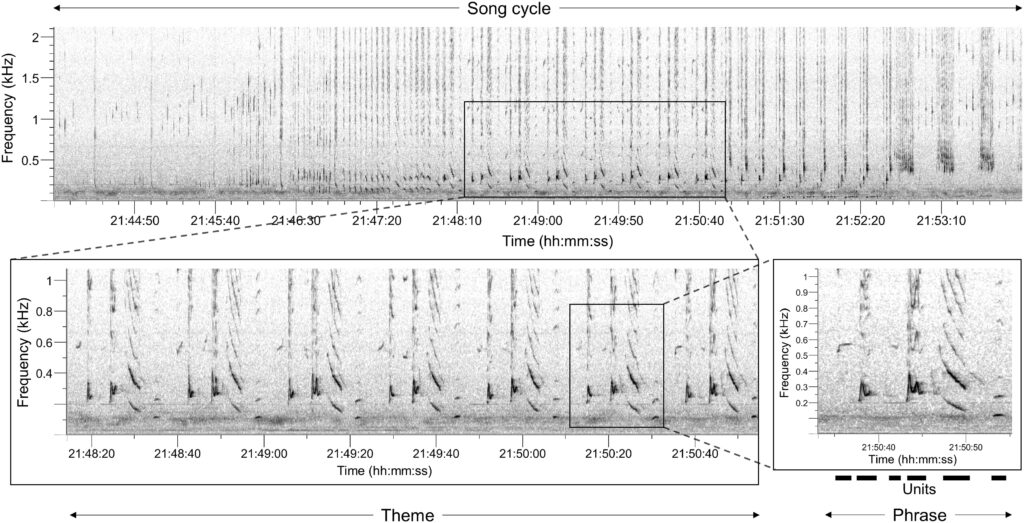 Spectrogram illustrating the humpback whale song.